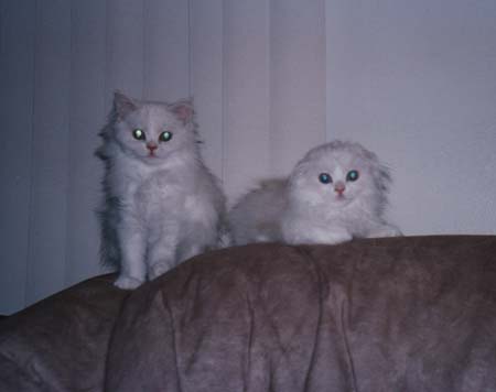 Gsxr&Scottie(Kittens)