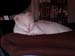 ThePea 025